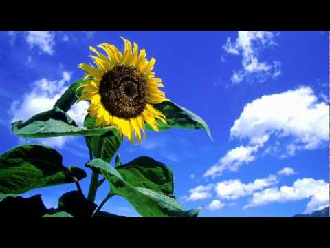 久石譲 – Summer